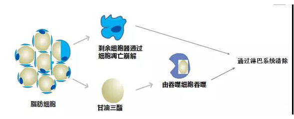 艺美巩敏面部精雕,巩敏面部填充,艺美整形巩敏