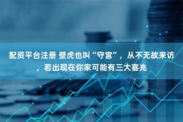 配资平台注册 壁虎也叫“守宫”，从不无故来访，若出现在你家可能有三大喜兆